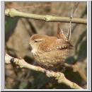 Troglodytes troglodytes - Zaunkoenig 11.jpg